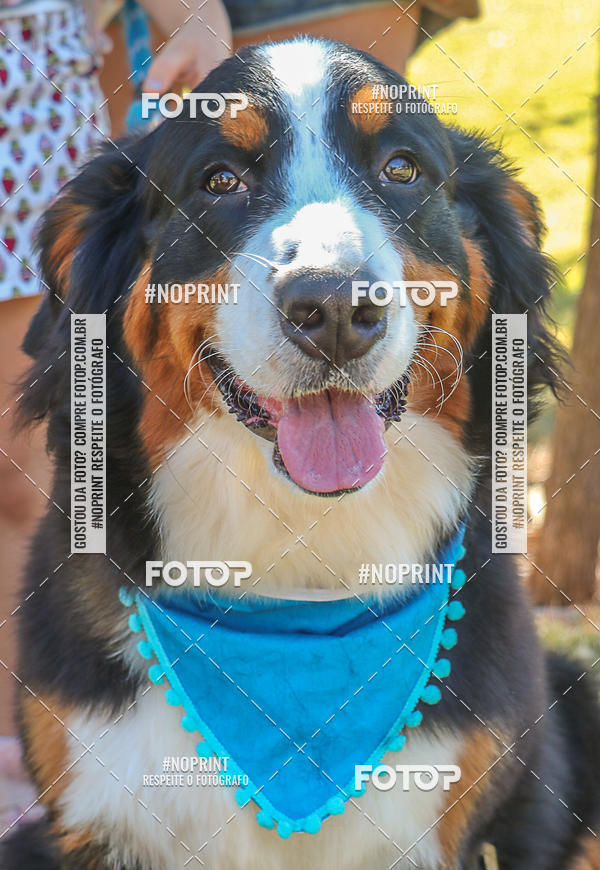 Acquista le foto dell'evento5� Encontro Oficial de Dachshunds e Concurso de Fantasias do Clube dos Salsichanos de Ribeir�o Preto/SP in Fotop