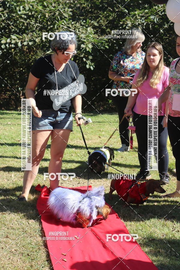 Buy your photos of the event5 Encontro Oficial de Dachshunds e Concurso de Fantasias do Clube dos Salsichanos de Ribeiro Preto/SP on Fotop