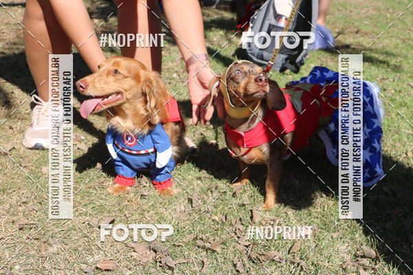 Buy your photos of the event5 Encontro Oficial de Dachshunds e Concurso de Fantasias do Clube dos Salsichanos de Ribeiro Preto/SP on Fotop