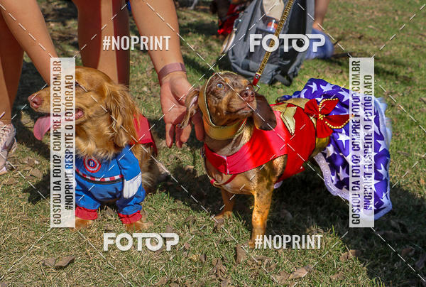 Acquista le foto dell'evento5� Encontro Oficial de Dachshunds e Concurso de Fantasias do Clube dos Salsichanos de Ribeir�o Preto/SP in Fotop