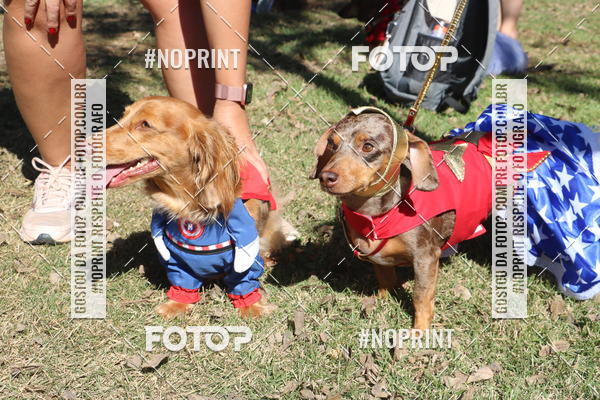 Buy your photos of the event5 Encontro Oficial de Dachshunds e Concurso de Fantasias do Clube dos Salsichanos de Ribeiro Preto/SP on Fotop