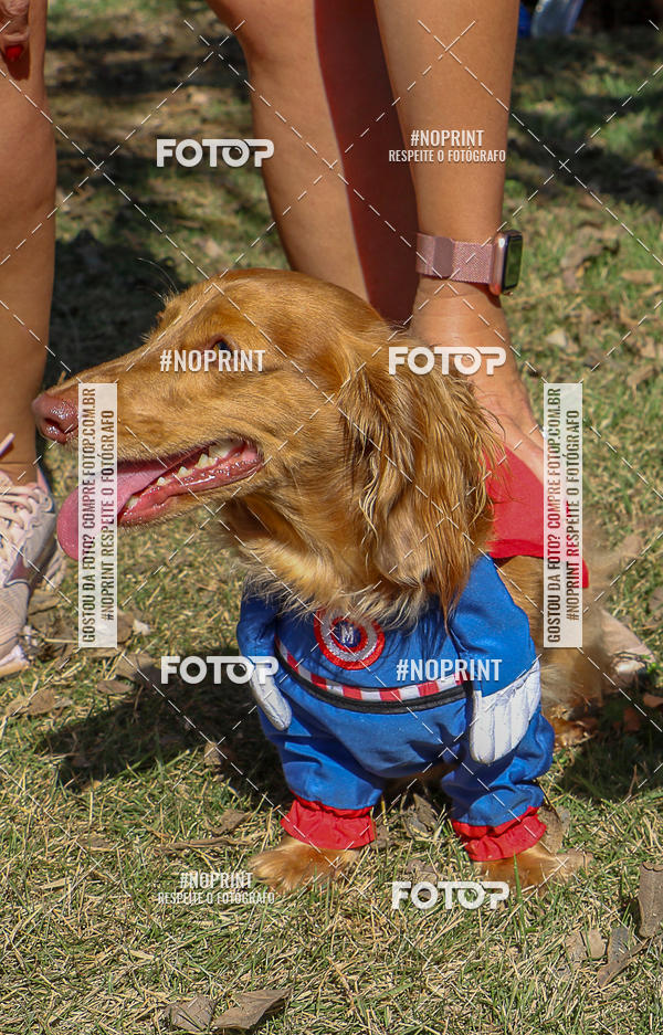 Buy your photos of the event5� Encontro Oficial de Dachshunds e Concurso de Fantasias do Clube dos Salsichanos de Ribeir�o Preto/SP on Fotop