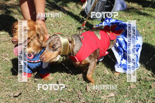 Buy your photos of the event5 Encontro Oficial de Dachshunds e Concurso de Fantasias do Clube dos Salsichanos de Ribeiro Preto/SP on Fotop