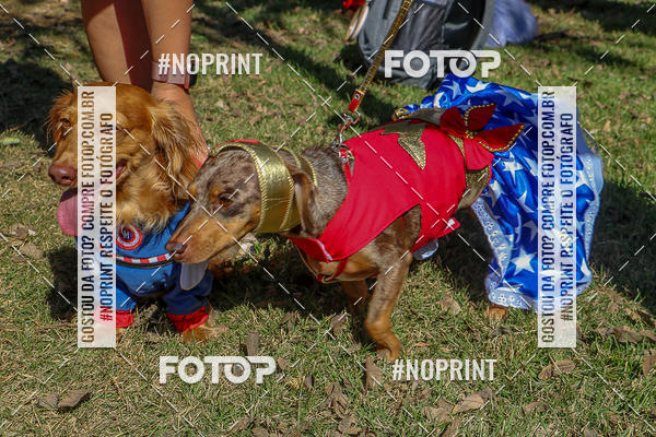 Acquista le foto dell'evento5� Encontro Oficial de Dachshunds e Concurso de Fantasias do Clube dos Salsichanos de Ribeir�o Preto/SP in Fotop