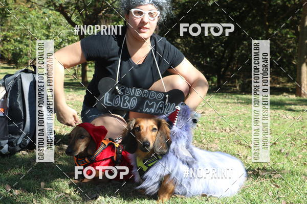 Buy your photos of the event5 Encontro Oficial de Dachshunds e Concurso de Fantasias do Clube dos Salsichanos de Ribeiro Preto/SP on Fotop