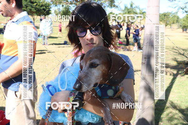 Buy your photos of the event5 Encontro Oficial de Dachshunds e Concurso de Fantasias do Clube dos Salsichanos de Ribeiro Preto/SP on Fotop