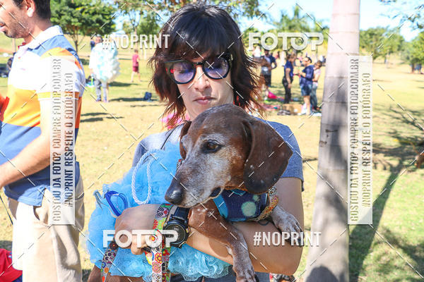 Buy your photos of the event5� Encontro Oficial de Dachshunds e Concurso de Fantasias do Clube dos Salsichanos de Ribeir�o Preto/SP on Fotop