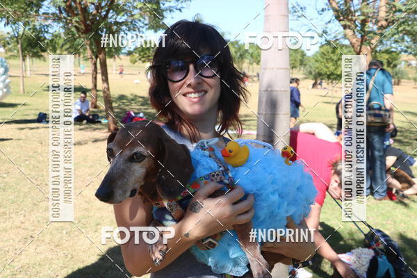 Buy your photos of the event5 Encontro Oficial de Dachshunds e Concurso de Fantasias do Clube dos Salsichanos de Ribeiro Preto/SP on Fotop