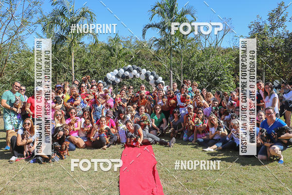 Buy your photos of the event5 Encontro Oficial de Dachshunds e Concurso de Fantasias do Clube dos Salsichanos de Ribeiro Preto/SP on Fotop