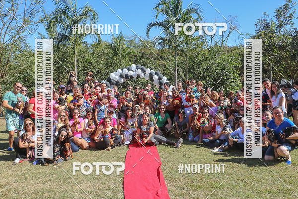 Buy your photos of the event5 Encontro Oficial de Dachshunds e Concurso de Fantasias do Clube dos Salsichanos de Ribeiro Preto/SP on Fotop