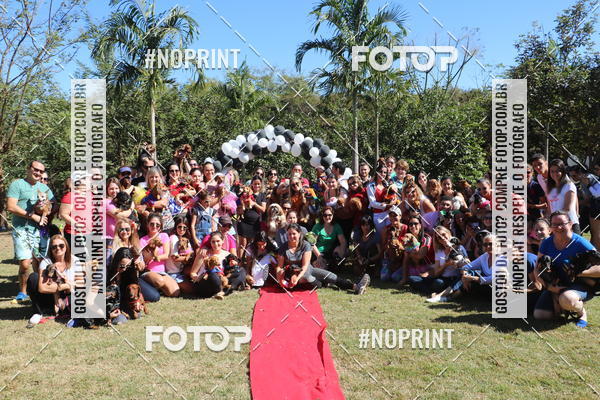 Buy your photos of the event5 Encontro Oficial de Dachshunds e Concurso de Fantasias do Clube dos Salsichanos de Ribeiro Preto/SP on Fotop