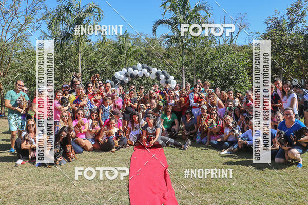 Buy your photos of the event5 Encontro Oficial de Dachshunds e Concurso de Fantasias do Clube dos Salsichanos de Ribeiro Preto/SP on Fotop