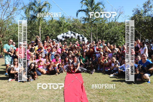 Buy your photos of the event5 Encontro Oficial de Dachshunds e Concurso de Fantasias do Clube dos Salsichanos de Ribeiro Preto/SP on Fotop