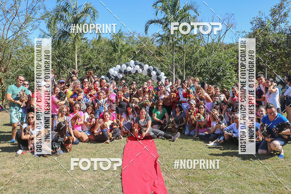 Buy your photos of the event5 Encontro Oficial de Dachshunds e Concurso de Fantasias do Clube dos Salsichanos de Ribeiro Preto/SP on Fotop