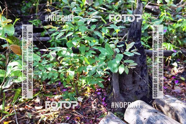 Achetez vos photos de l'vnementIV Desafio Flona  sur Fotop