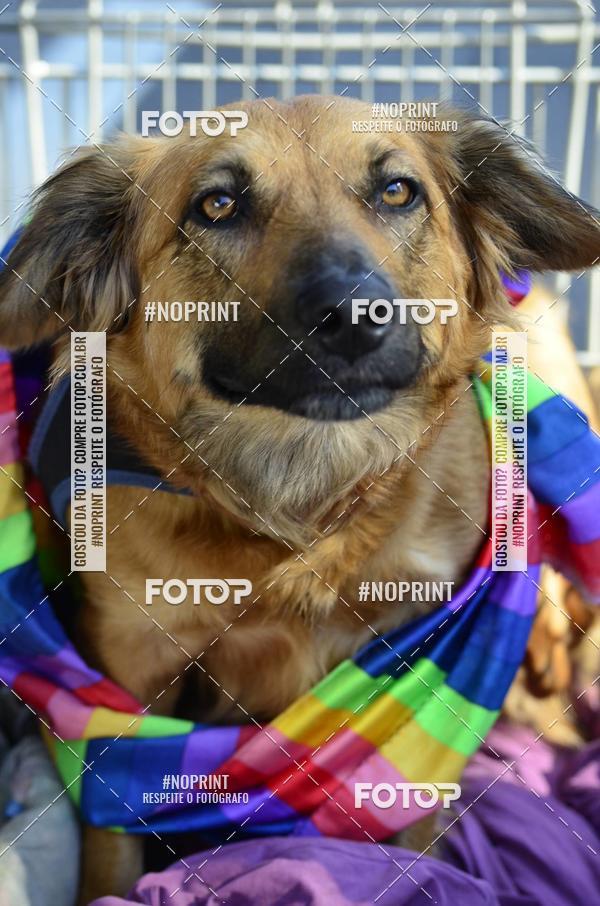 Buy your photos of the event23 PARADA DO ORGULHO LGBT DE SO PAULO on Fotop