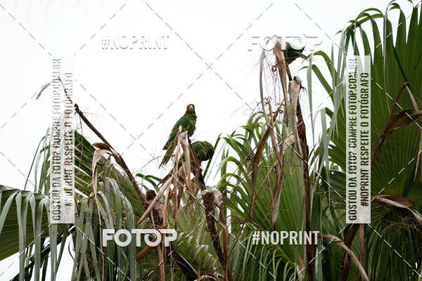 Buy your photos of the eventCorrida Insana 2019 - Campinas on Fotop