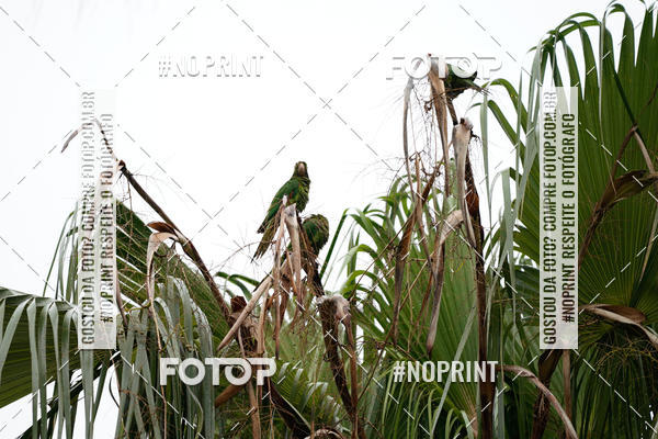Buy your photos of the eventCorrida Insana 2019 - Campinas on Fotop
