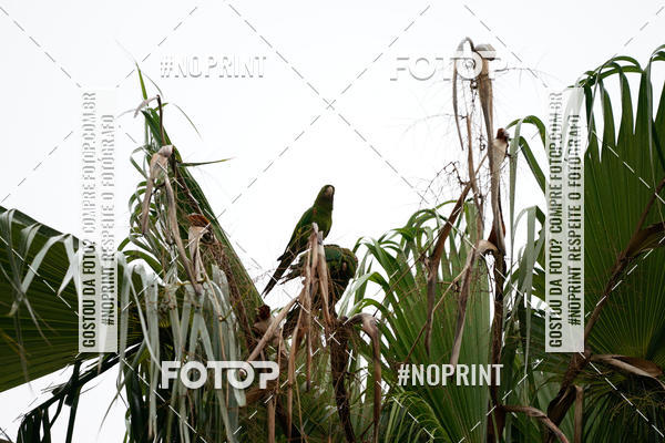 Buy your photos of the eventCorrida Insana 2019 - Campinas on Fotop