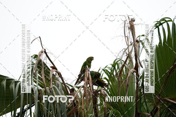 Buy your photos of the eventCorrida Insana 2019 - Campinas on Fotop