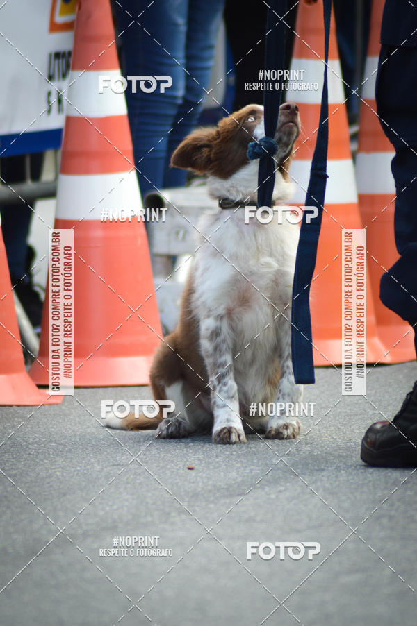 Buy your photos of the eventCorrida 6k Litoral & Co Veloz Dog Run on Fotop