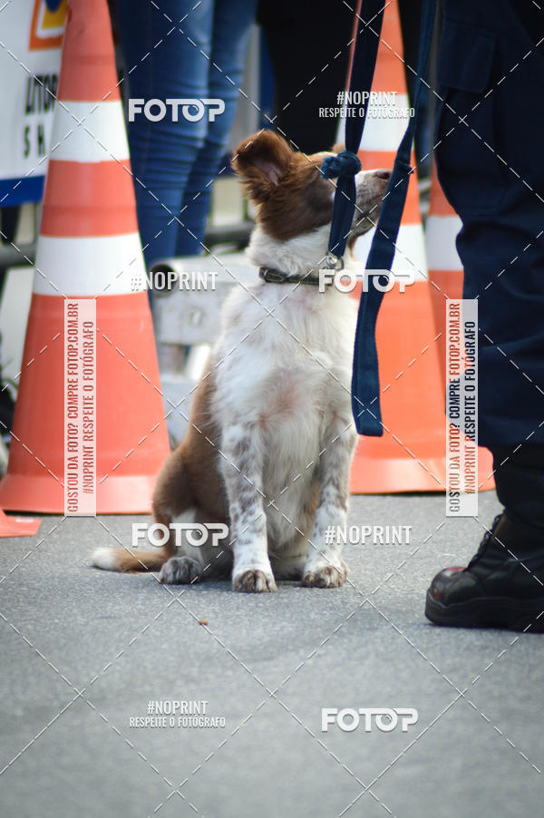 Buy your photos of the eventCorrida 6k Litoral & Co Veloz Dog Run on Fotop