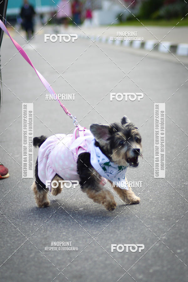Buy your photos of the eventCorrida 6k Litoral & Co Veloz Dog Run on Fotop