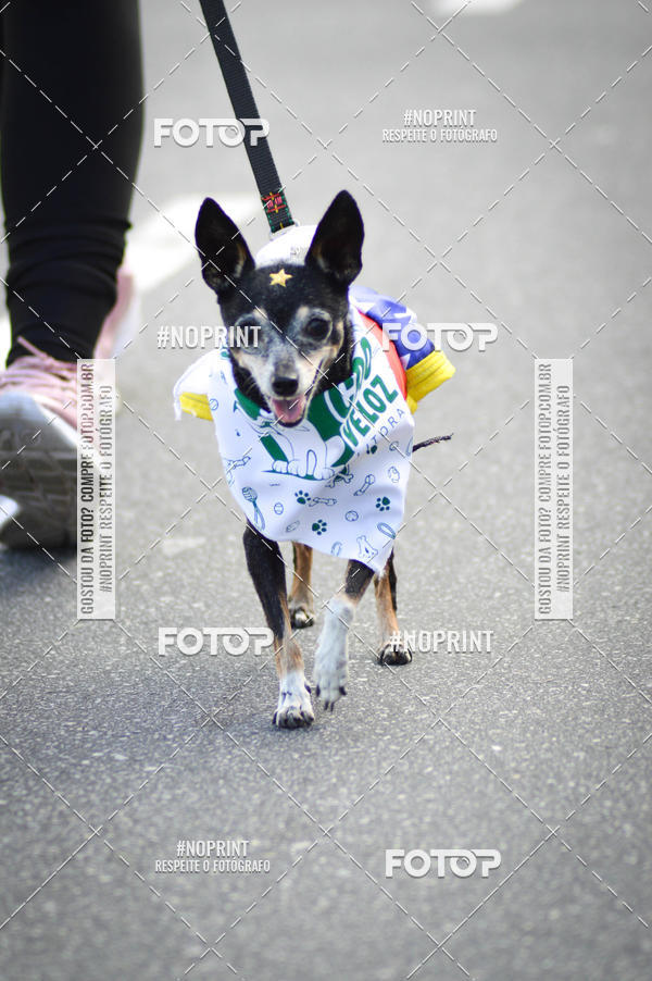 Buy your photos of the eventCorrida 6k Litoral & Co Veloz Dog Run on Fotop