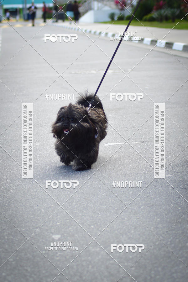 Buy your photos of the eventCorrida 6k Litoral & Co Veloz Dog Run on Fotop