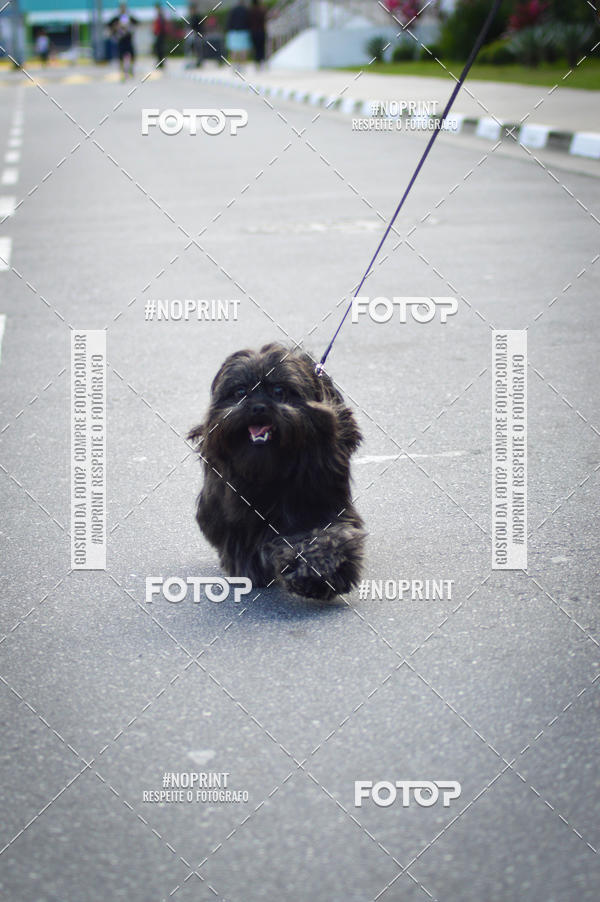 Buy your photos of the eventCorrida 6k Litoral & Co Veloz Dog Run on Fotop