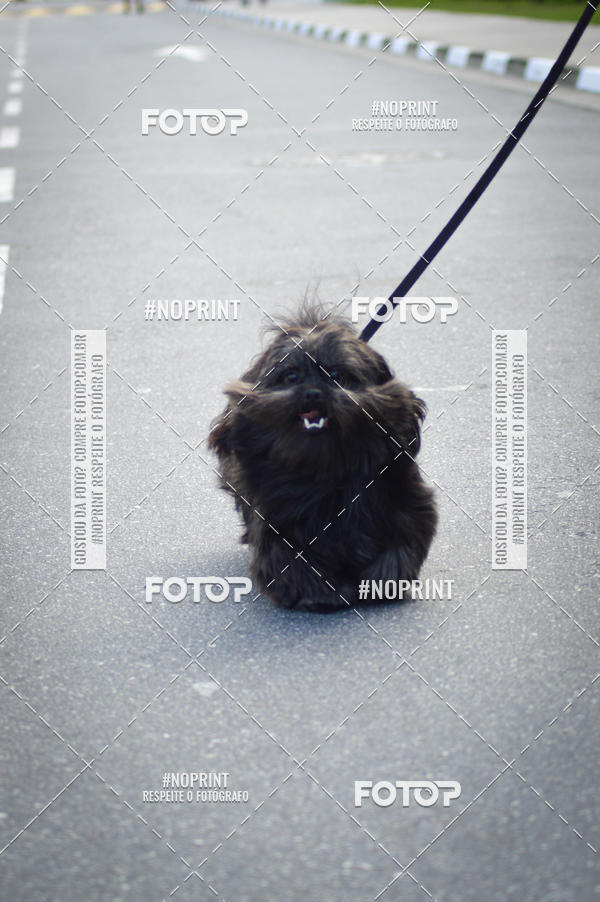 Buy your photos of the eventCorrida 6k Litoral & Co Veloz Dog Run on Fotop