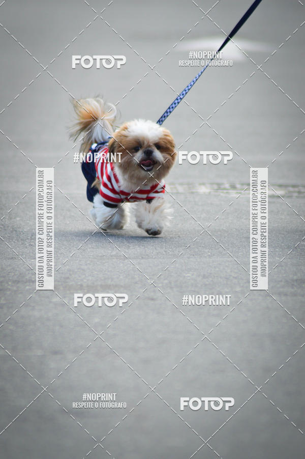 Buy your photos of the eventCorrida 6k Litoral & Co Veloz Dog Run on Fotop