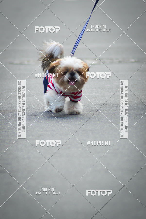 Buy your photos of the eventCorrida 6k Litoral & Co Veloz Dog Run on Fotop