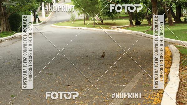 Buy your photos of the event7 Circuito de Corridas Trilopez - 11 Etapa on Fotop