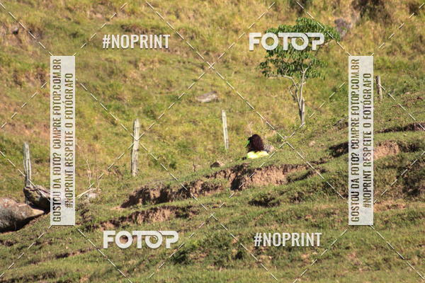 Buy your photos of the eventCorridas de Montanha - Etapa Maric� on Fotop