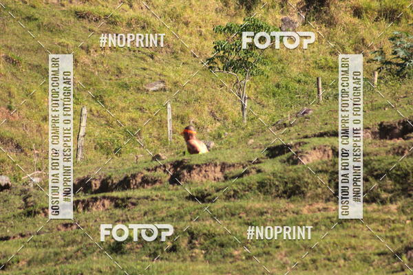 Buy your photos of the eventCorridas de Montanha - Etapa Maric� on Fotop