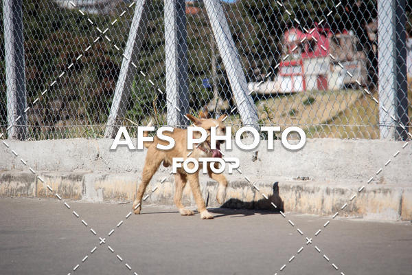Buy your photos of the eventCorrida e Caminhada Metropax Academia M�vel 2019 on Fotop