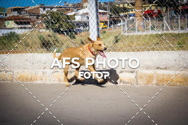 Buy your photos of the eventCorrida e Caminhada Metropax Academia M�vel 2019 on Fotop