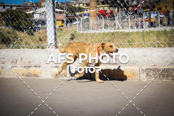 Buy your photos of the eventCorrida e Caminhada Metropax Academia M�vel 2019 on Fotop