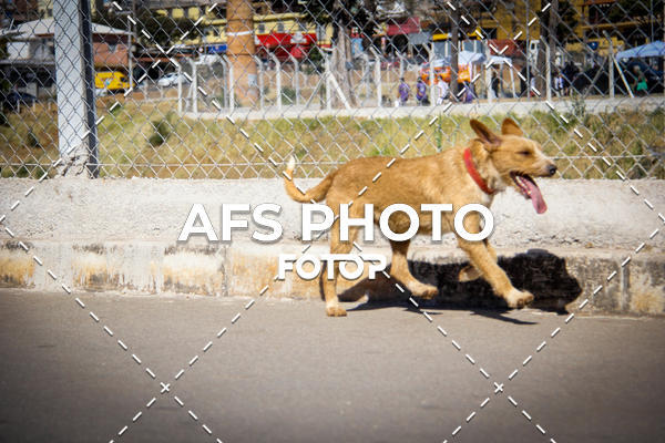 Buy your photos of the eventCorrida e Caminhada Metropax Academia M�vel 2019 on Fotop