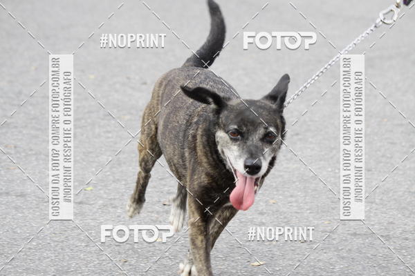 Buy your photos of the eventCorrida Pet Finde on Fotop