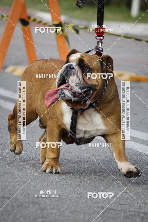 Buy your photos of the eventCorrida Pet Finde on Fotop