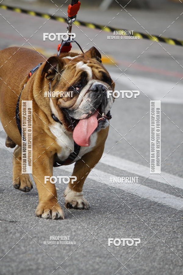 Buy your photos of the eventCorrida Pet Finde on Fotop