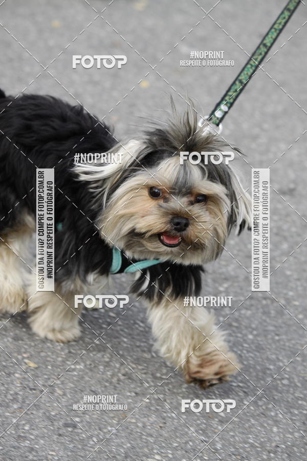 Buy your photos of the eventCorrida Pet Finde on Fotop