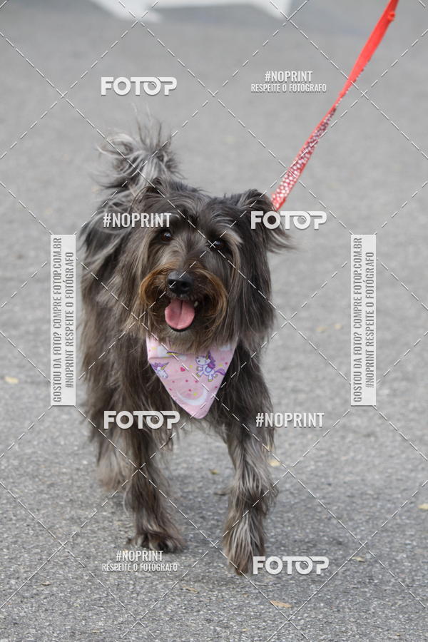 Buy your photos of the eventCorrida Pet Finde on Fotop