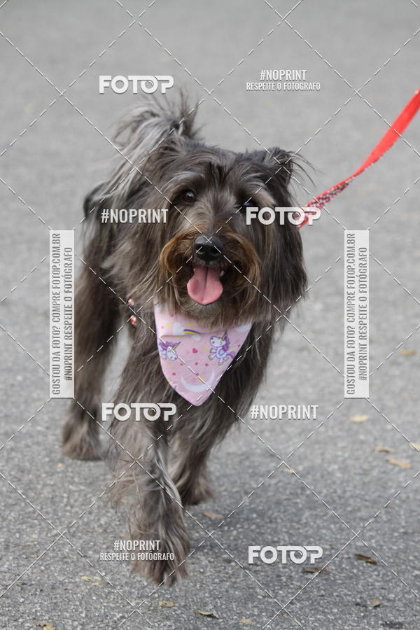 Buy your photos of the eventCorrida Pet Finde on Fotop