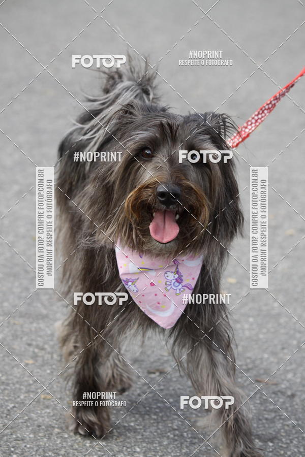 Buy your photos of the eventCorrida Pet Finde on Fotop