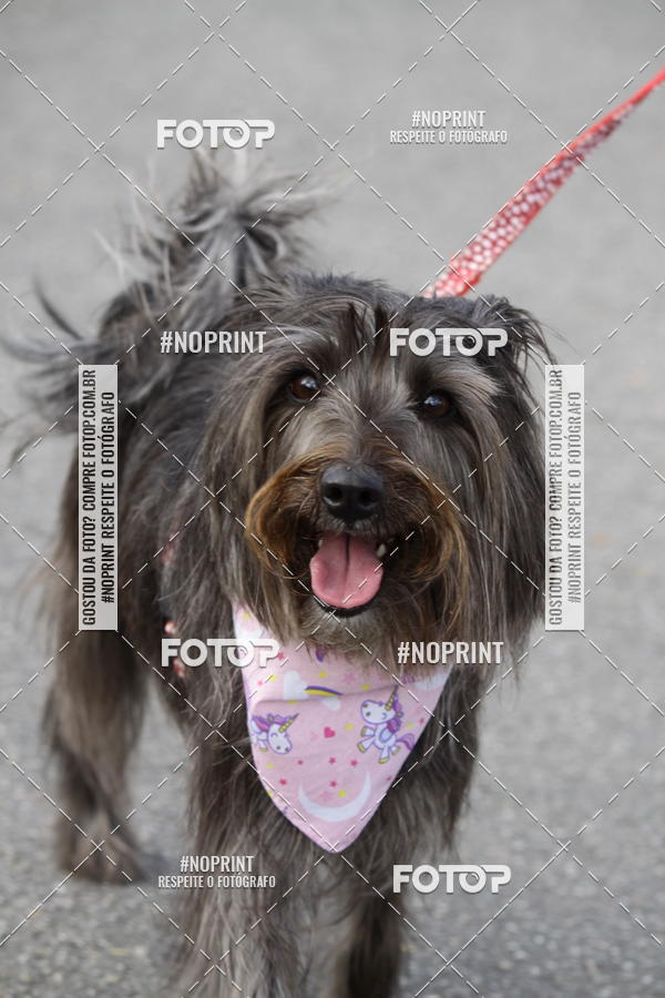 Buy your photos of the eventCorrida Pet Finde on Fotop