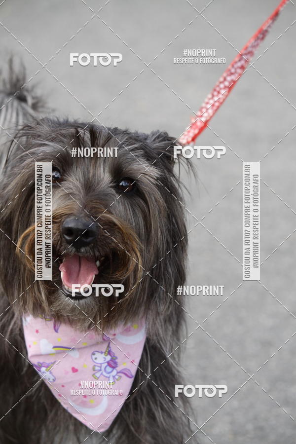 Buy your photos of the eventCorrida Pet Finde on Fotop