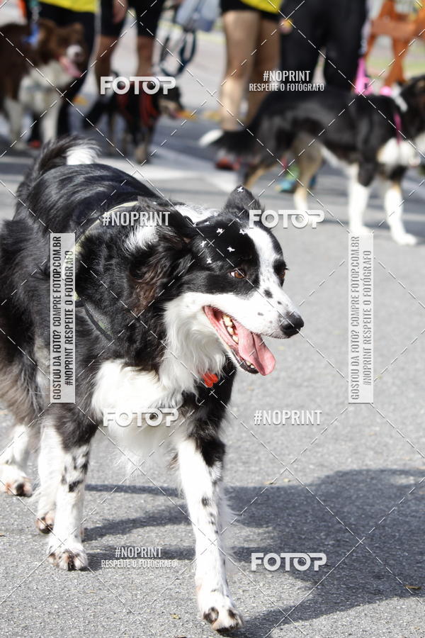 Buy your photos of the eventCorrida Pet Finde on Fotop
